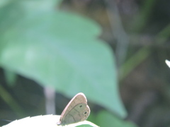 Hermeuptychia sosybius