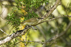 Lichmera argentauris