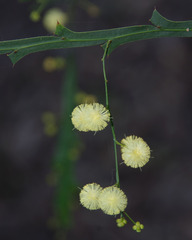 Acacia alata alata