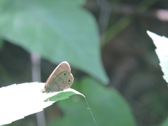 Hermeuptychia sosybius
