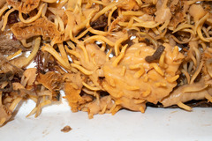 Polymastia bartletti