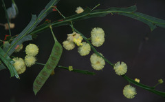 Acacia alata alata