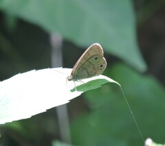 Hermeuptychia sosybius