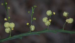 Acacia alata alata