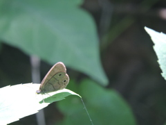 Hermeuptychia sosybius