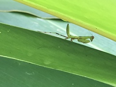 Hierodula patellifera