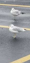Larus delawarensis