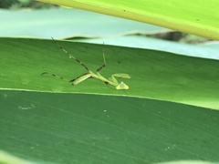 Hierodula patellifera