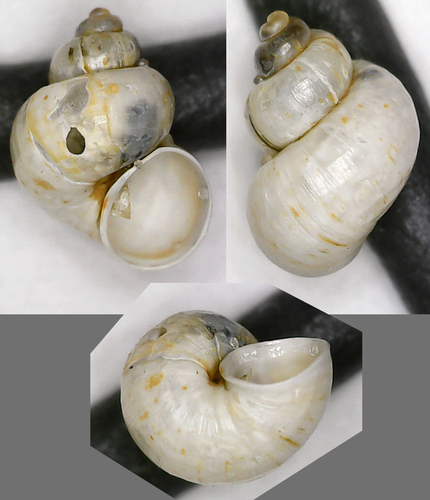 Leach's Bithynia, Daugavgrīva, Kurzeme District, Riga, Latvia, photo 9 of 10