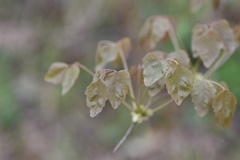Lardizabalaceae