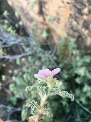 Anisodontea scabrosa