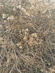 Senecio pleistocephalus