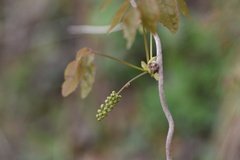 Lardizabalaceae