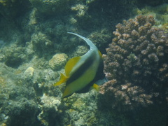 Heniochus intermedius