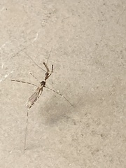 Stenolemoides arizonensis