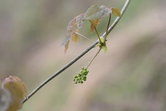 Lardizabalaceae