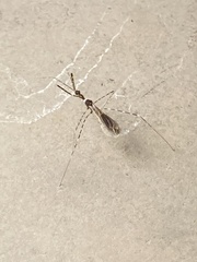 Stenolemoides arizonensis