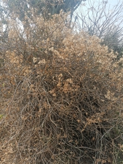 Senecio pleistocephalus