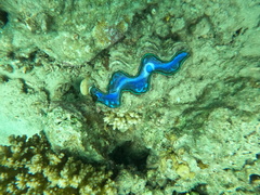 Tridacna maxima