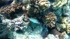 Neoniphon sammara