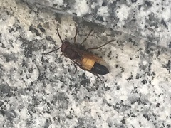 Vespa affinis