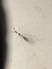 Stenolemoides arizonensis