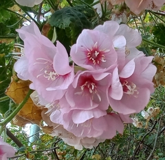 Dombeya