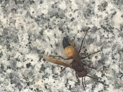 Vespa affinis