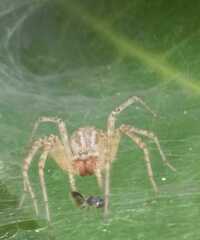 Allagelena gracilens