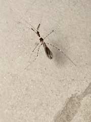 Stenolemoides arizonensis