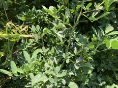 Melilotus officinalis
