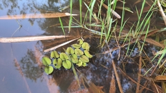 Salvinia radula