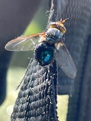 Oestroidea