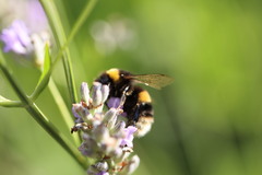 Bombus lucorum