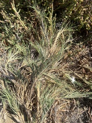 Distichlis spicata