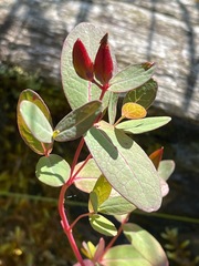 Hypericum