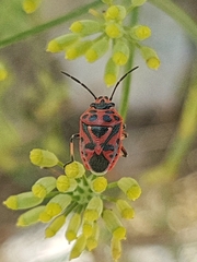 Eurydema ornata