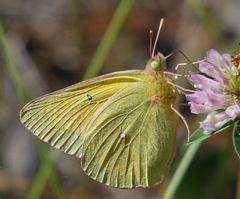 Colias christina