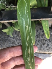 Ophiomyia kwansonis