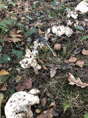 Lactarius controversus