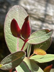 Hypericum