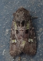 Lacinipolia renigera