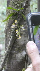 Sarcochilus australis