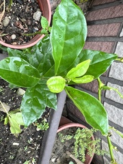 Trachelospermum asiaticum