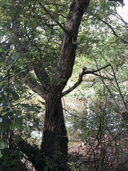 Lactarius controversus