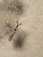 Stenolemoides arizonensis