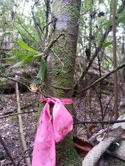 Sarcochilus australis