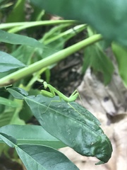 Hierodula patellifera