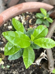 Trachelospermum asiaticum