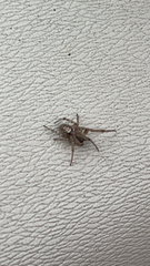 Zygiella x-notata